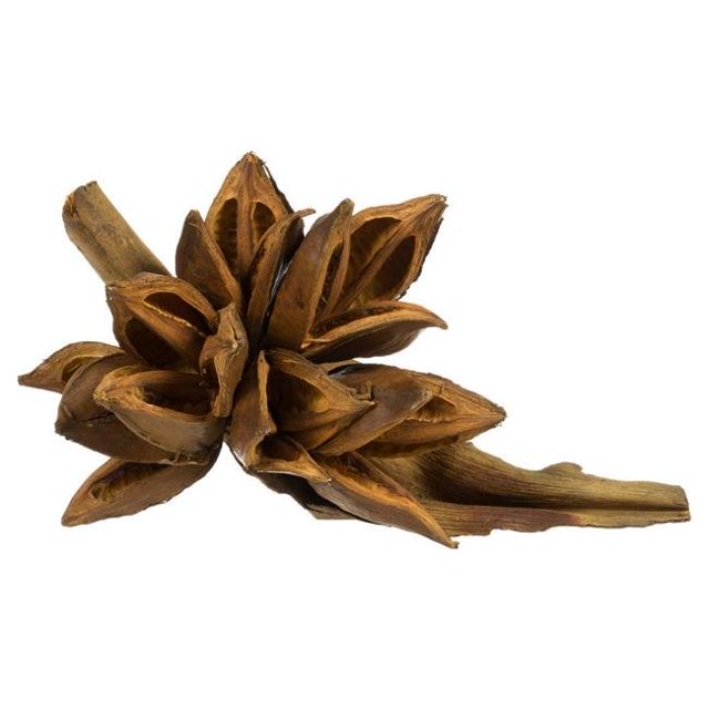 Vickerman H2STA725-2 6-11 Po Pod Étoile Peuplier Faux-Tremble Or