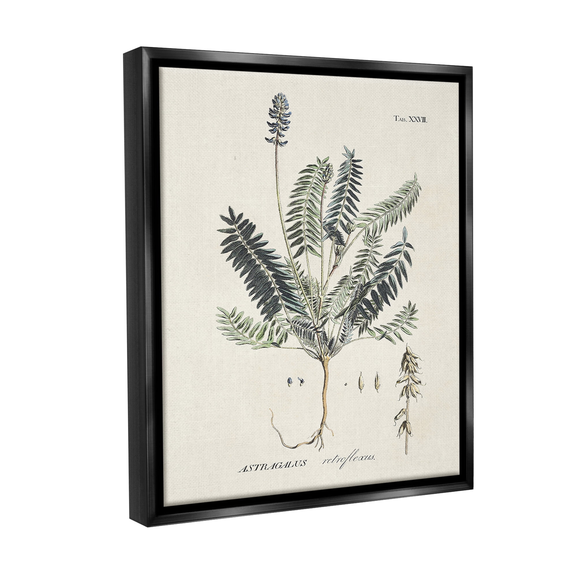 Stupell Industries Vintage Nature Diagram Botanical & Floral Painting Black Floater Framed Canvas Art Print Wall Art, 25 x 31