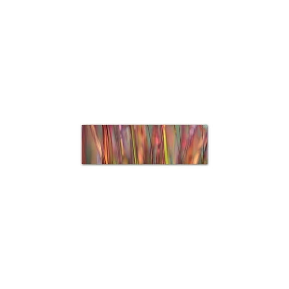 Trademark Fine Art 'Imperata Grass Scape' Canvas Art by Cora Niele