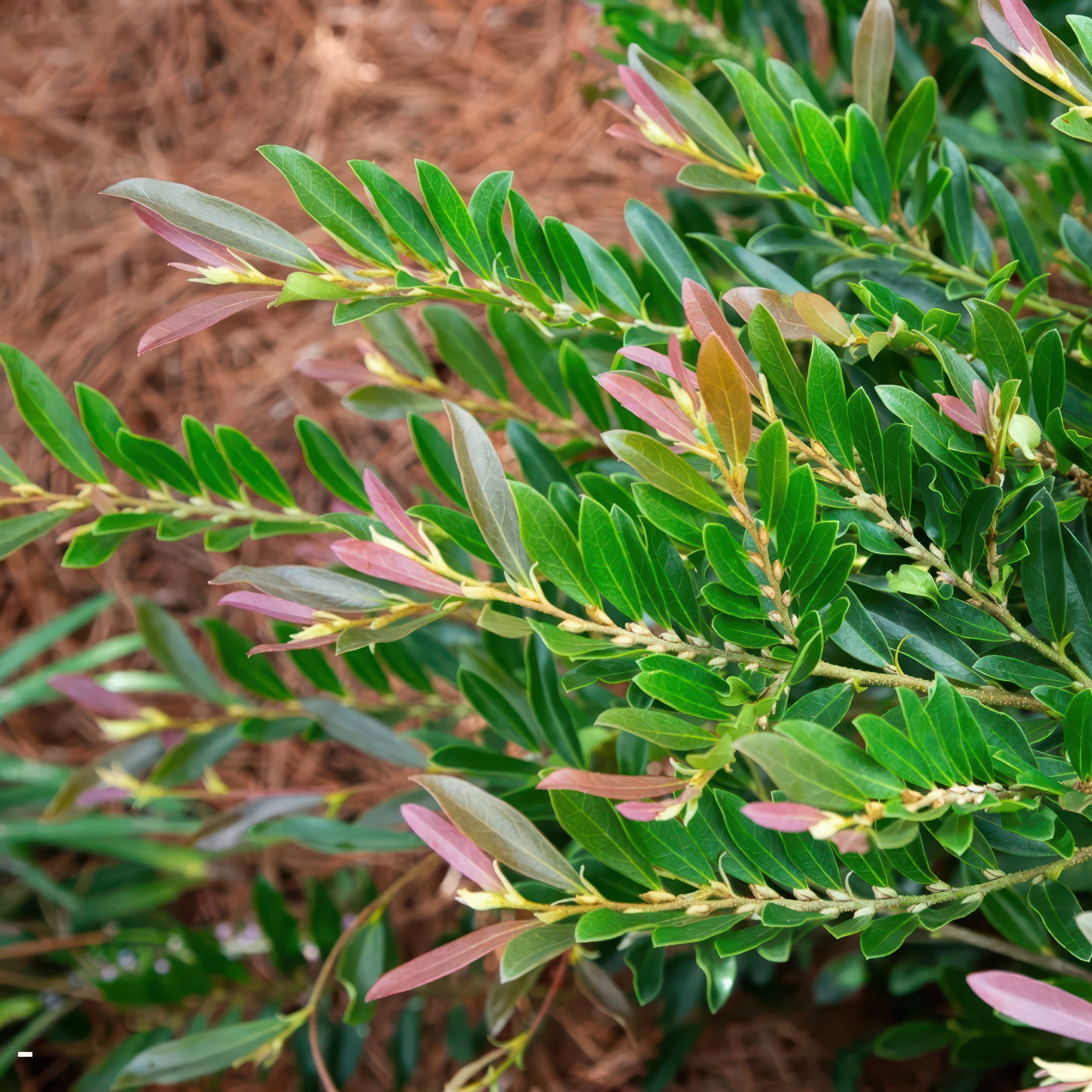 National Plant Network 3 gal. Distylium Cast In Bronze