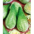 thumbnail image 2 of GSDWIUEW 150+ Cabbage Greyhound Early-Vegetable Green, 2 of 8