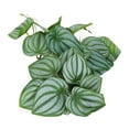 thumbnail image 6 of Reptiles Simulation Leaves Decoration, Fake Leaves Plastic With Powerful Suction Cup For Reptile Tank, 6 of 8