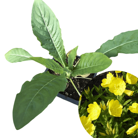 Evening Primrose (Oenothera biennis) Organic Plant in 2.5-inch Pot by Smoke Camp Crafts - Sun Cups, Sun Drops - Native Pollinator