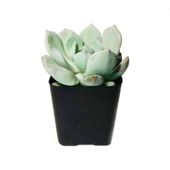 Graptoveria Moonglow (2"  Plastic Pot) - Tiny, Lovely, Easy to Care Succulent for Beginners - Live Succulent for Home Office