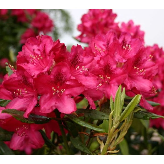 Nova Zembla Red Rhododendron - Live Plant - ( 2.5 QT )