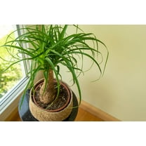 10 Ponytail Palm Seeds for Planting - Beaucarnea Recurvata - Excellent Indoor Plant