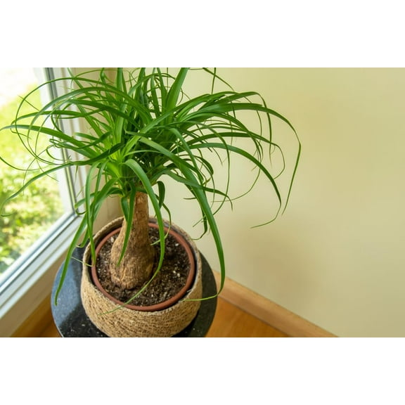 10 Ponytail Palm Seeds for Planting - Beaucarnea Recurvata - Excellent Indoor Plant