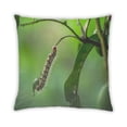thumbnail image 2 of Ahgly Company Insects worm Coussin d'Intérieur, 18 Pouces par 18 Pouces, 2 of 6