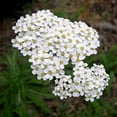 thumbnail image 2 of White Yarrow Seeds –200 Seeds. 100% Pure Non-GMO Seeds for Herbal Gardens. Vibrant and Easy-to-Grow Garden Blooms - Vibrant Blooms: Produce Large, Eye-catching Flowers., 2 of 5