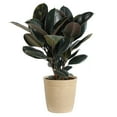 thumbnail image 4 of Brighter Blooms - Rubber Plant (Ficus), 3 gal - No Shipping to AK, AZ, HI, OR, 4 of 5