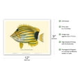 thumbnail image 2 of Lauhau (Chaetodon Fremblii) - Hawaiian Bluestripe Butterflyfish - from Fishes of Hawaii - Vintage Hawaiian Color Postcard c.1905 - Master Art Print (Unframed) 9in x 12in, 2 of 4