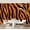 Color 3, variant on Peel and Stick Wallpaper Luxury Gold leopard skin Exotic animal skin golden texture 100"x144" Contact Paper Removable Self Adhesive Wall Mural Wall Decor for Bedroom Kitchen Cabinets