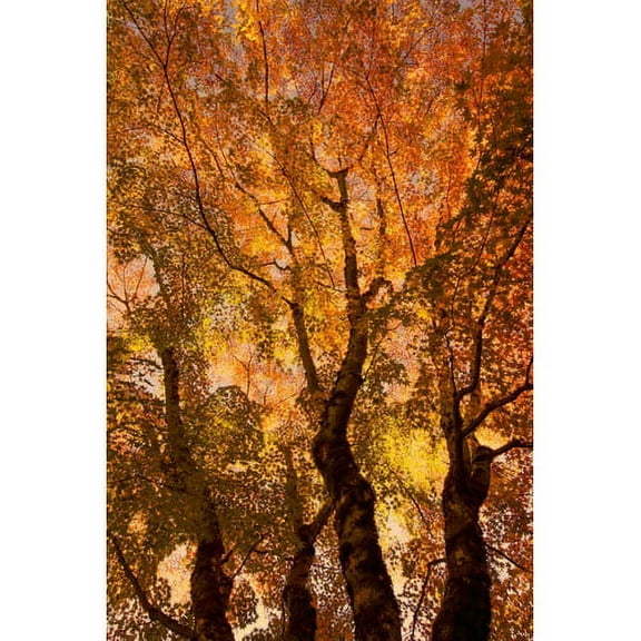 "The Trees Dance" Painting Print on Canvas