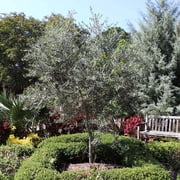 Brighter Blooms - Arbequina Olive Tree, 2-3 ft. - No Shipping to AK, AZ, HI