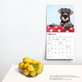 thumbnail image 4 of SCHNAUZER PUPPIES THE BEAUTY OF 2024 SQU, 4 of 8