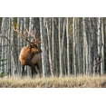 thumbnail image 2 of Archer, Ken 24x17 Gold Ornate Wood Framed with Double Matting Museum Art Print Titled - Rocky Mountain Bull Elk-Aspen Forest, 2 of 4