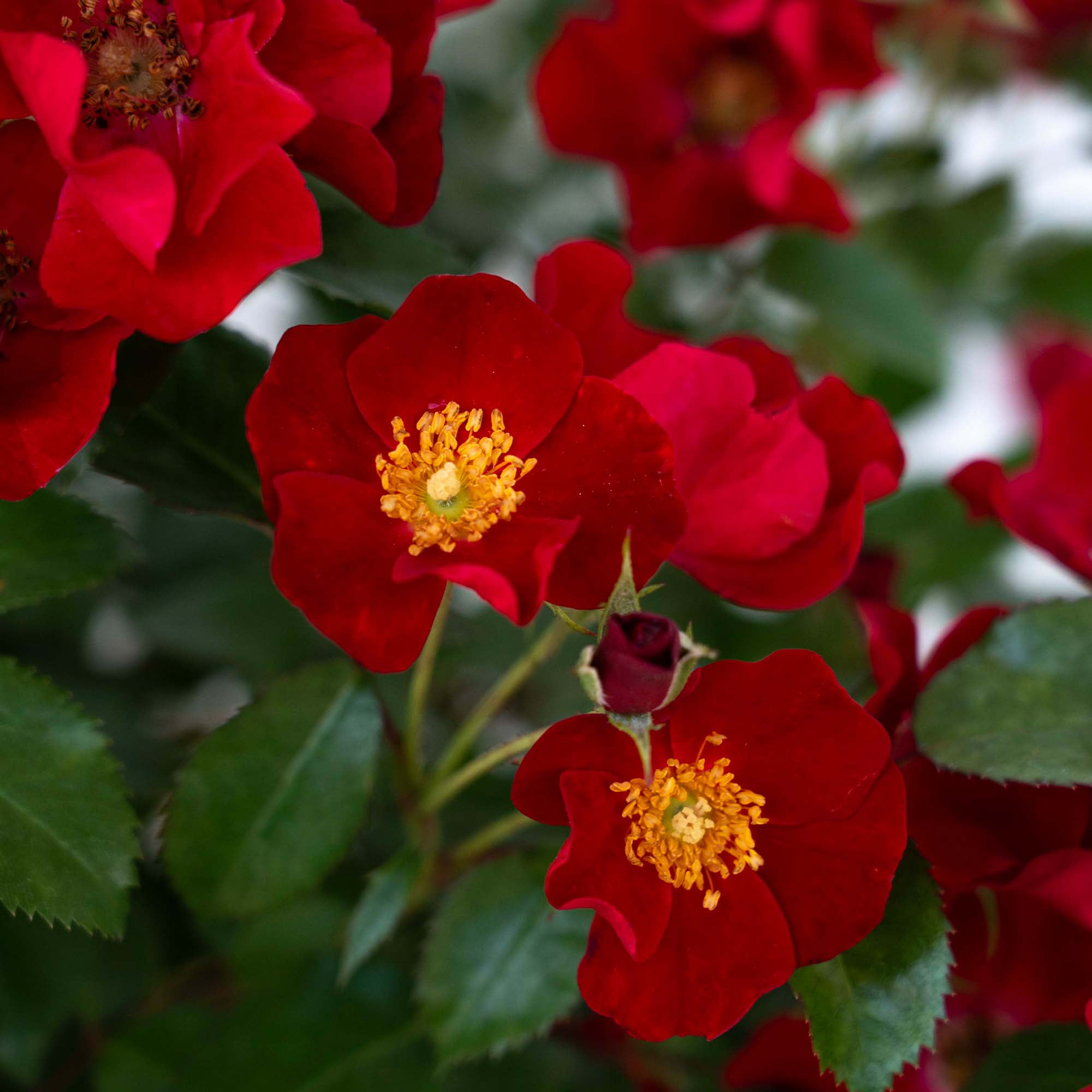 Drift Rose Scarlet Live Shrub (2 Gallon)