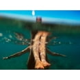 thumbnail image 2 of Belda, Rafael 24x19 Black Ornate Wood Framed with Double Matting Museum Art Print Titled - Summer Day, 2 of 4