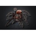 thumbnail image 1 of 500 Pieces Jigsaw Puzzles for Adults Teens Spider Insect Large Difficult Puzzle Game Animal Challenging Fun Family Stress Relief Game Best Gift Toy, 1 of 5