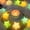 Multicolor Stars, variant on Battery Operated LED String Lights, 4.9FT 10LED Lights, Waterproof Lights for Home Garden Party Wedding Decor