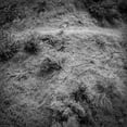 thumbnail image 1 of Animal Poem, 1 of 1