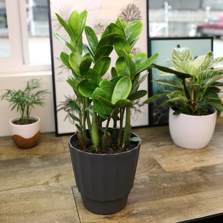 Element by Altman Plants 6in ZZ Plant in H20 Self Watering Pot