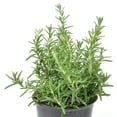 thumbnail image 4 of Rosmarinus prostratus, Trailing, Rosemary - Pot Size: 3.5in - Herbs, 4 of 7