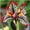 D, variant on Iris for Planting-(Non-Artificial)-Low Effort to Grow, Fast Germination, Vivid Mixed Hues Flowers, Lovely Garden Ornament, Continuous Annual Blooms