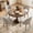 Grey, variant on JULY'S SONG Modern Dining Chairs Set of 2, Mid-Century Kitchen Wood Chairs with Backrest, Upholestered Farmhouse Dining Room Chairs for Kitchen Dining Room, Grey