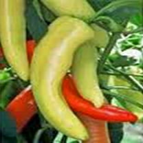 Pepper Seed, Hungarian Hot Yellow Wax Peppers, Heirloom, Non GMO, 500  Seeds, Sweet N Tasty, Great for Salads and Cooking, Country Creek Acres Brand