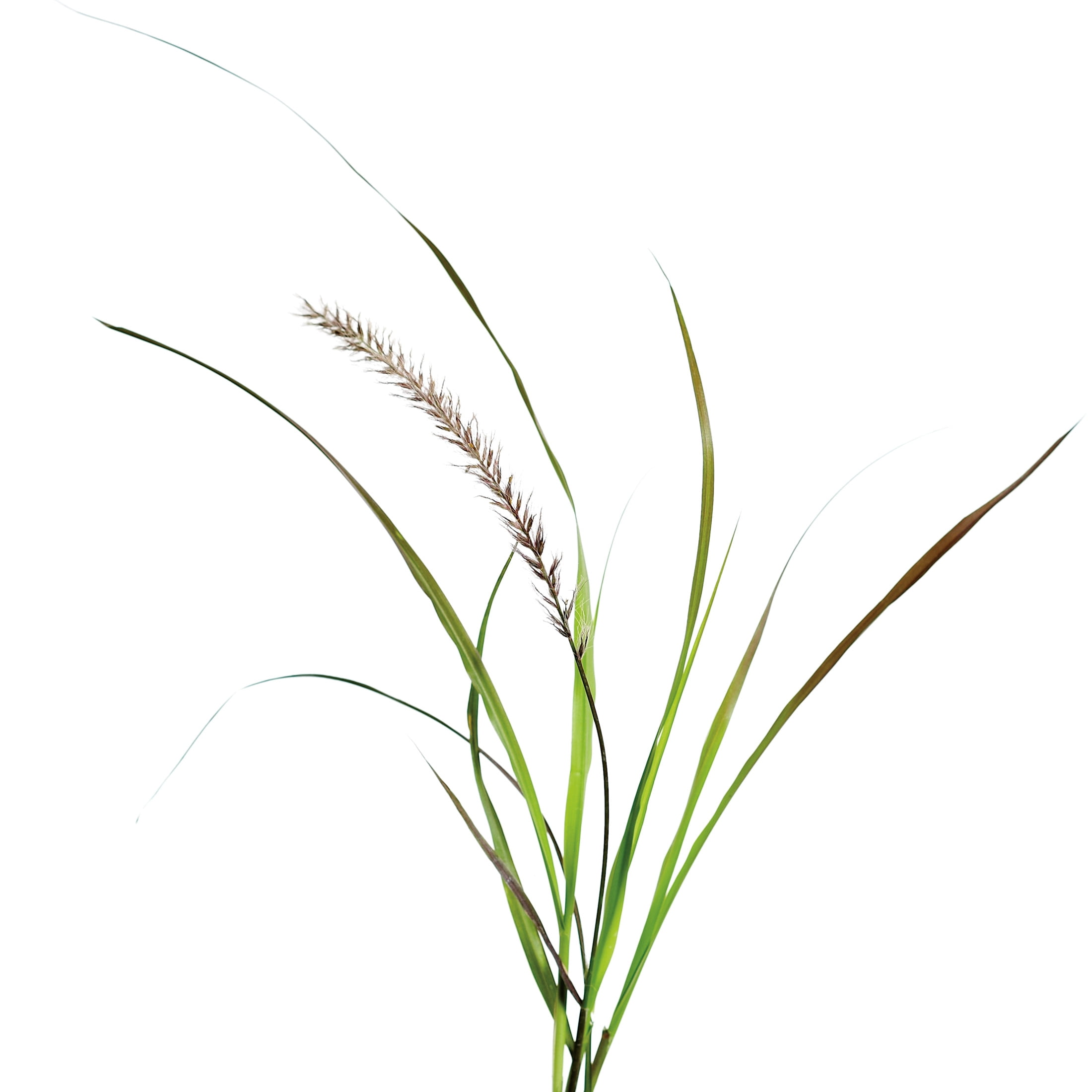 Proven Winners 8" Purple Graceful Grasses Purple Fountain Grass Purple Fountain Grass Live Plant in 6.5" Pot