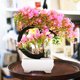 thumbnail image 4 of unbranded Decorativo Bonsái Artificial Color Rosa Para De Hogar Y Oficina, 4 of 6