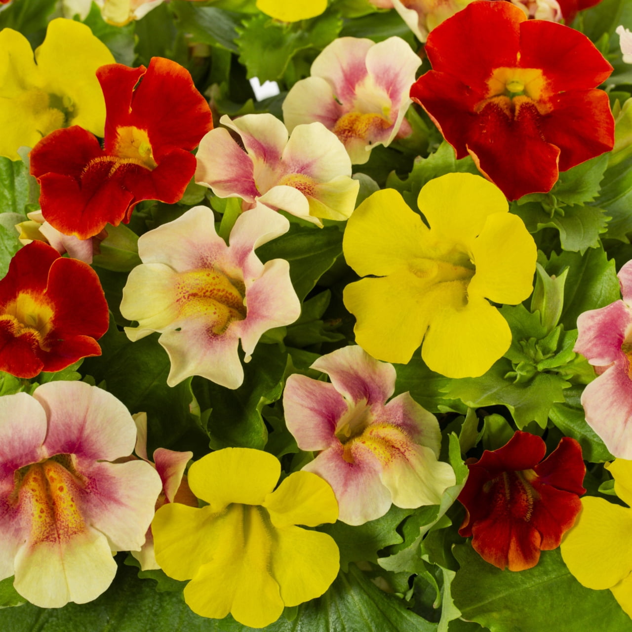 Expert Gardener 1.25gal Mimulus Maximus Live Annual Plant Decorative Pot Partial Sun