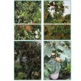 thumbnail image 3 of Fruit Protection Bag 100Pcs Anti Bird Reusable 160*190Mm Pulp Paper 160X190Cm Agricultural Prevention Barrier Bags, 3 of 4