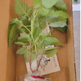 thumbnail image 3 of Set 2 Caroline Red Raspberry Plants Live, Sweet Raspberries Fruit Seedlings, Size 5-8 Inch Tall for Planting, 3 of 8
