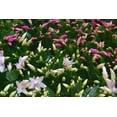 thumbnail image 5 of American Plant Exchange Christmas Cactus Live Flowering Plant in 8" Hanging Basket, Easy Care Houseplant, Festive Holiday Gift, 5 of 6
