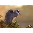 thumbnail image 2 of Zuckerman, Jim 24x18 White Modern Wood Framed Museum Art Print Titled - FL, Wakodahatchee Great blue heron on a tree, 2 of 4