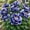 C, variant on 2 Peony Roots-Low‑Maintenance, Easy‑Grow for Garden Beds,Borders,Plant Pots & Planters
