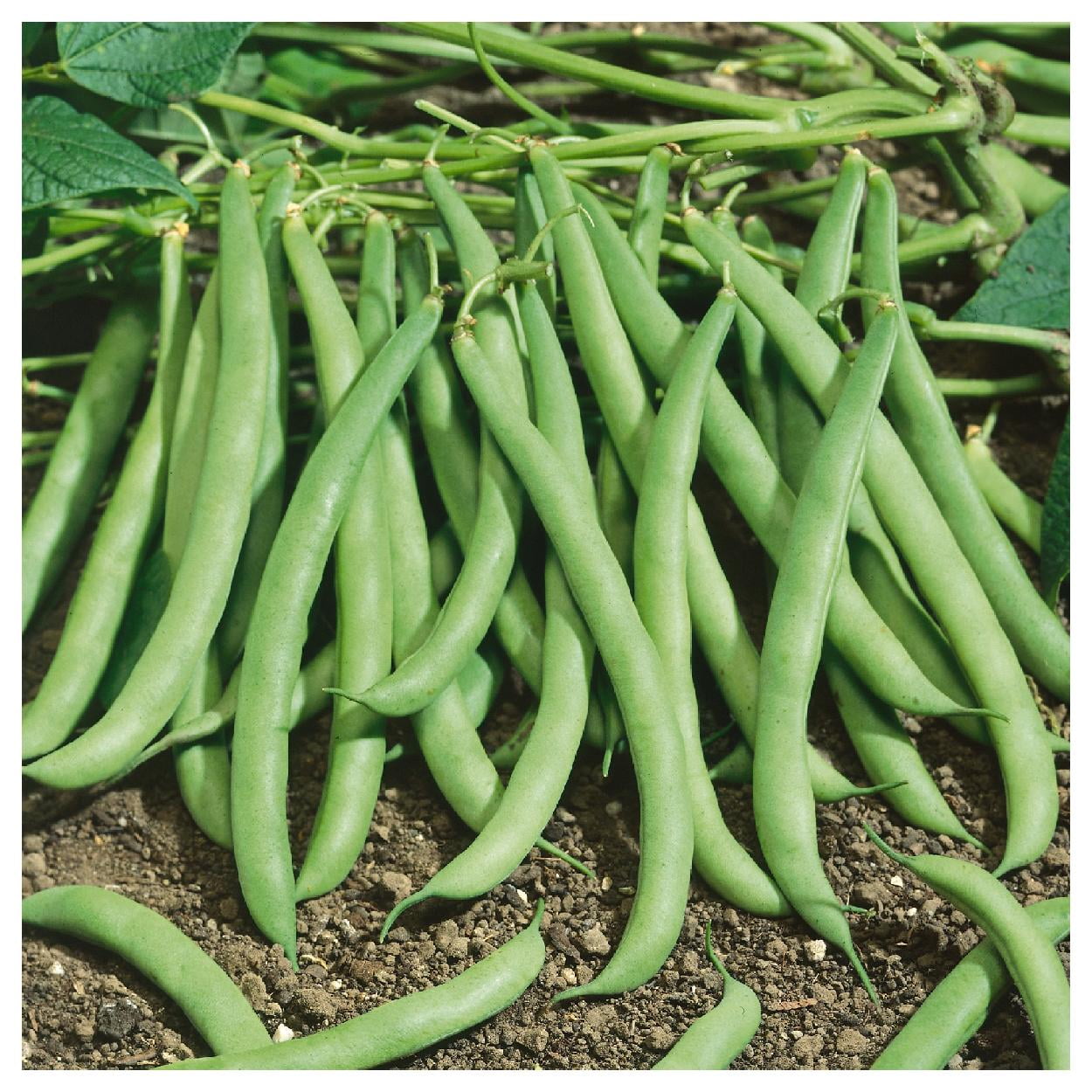 Everwilde Farms 1 lb Contender Green Bush Bean Seeds Gold Vault