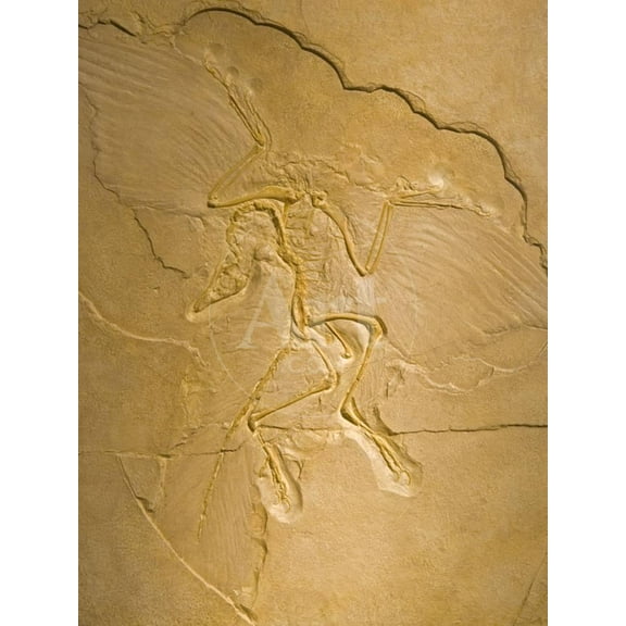 Archaeopteryx Fossil the Earliest Most Primitive Bird, Unframed Photographic Print Wall Art Sold by Art.Com