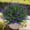 Dark Purple, variant on AIOMUO 15 Bundles Artificial Faux Plants Flowers UV Resistant No-Fade, Adjustable Height Fake Greenery Indoor & Outdoor Decor for Window Garden Porch Patio Pathway Hanging Planter Front Yard, White