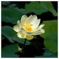 thumbnail image 2 of Everwilde Farms - 1 oz American Lotus Native Wildflower Seeds - Gold Vault Bulk Seed Packet, 2 of 4