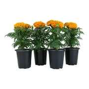 Altman Plants 4 in Marigold African Orange Plant Collection (4-Pack)