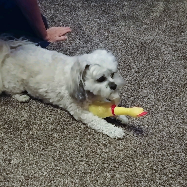 Squeaky Yellow Rubber Chicken Dog Chew Toy Squeak Toys Puppy Dogs Teething Play Squeaky Yellow Rubber Chicken Dog Chew Toy Squeak Toys Puppy Dogs Teething Play