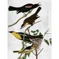 thumbnail image 2 of Sommers, Mindy 15x18 Gold Ornate Wood Framed with Double Matting Museum Art Print Titled - Birds, 2 of 4