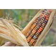 thumbnail image 3 of TomorrowSeeds - Earth Tones Dent Corn Ornamental Seeds - 30+ Count - For 2026 Planting Pink Yellow, 3 of 8