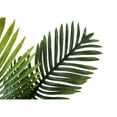 thumbnail image 5 of Artificial Plant - 24" Tall - Palm - Indoor - Greenery - Potted - Green Leaves, 5 of 6