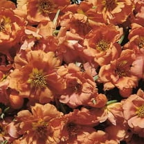 Drought Tolerant Moss Rose Grows in Hot, Dry, Sunny Locations - 500 Seeds