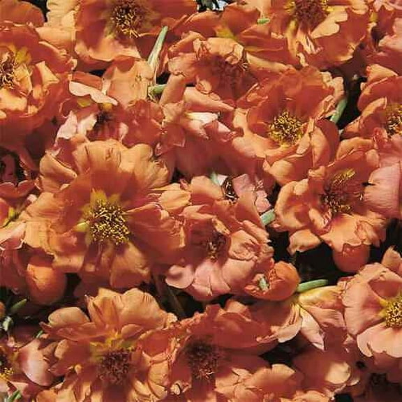 Drought Tolerant Moss Rose Grows in Hot, Dry, Sunny Locations - 500 Seeds