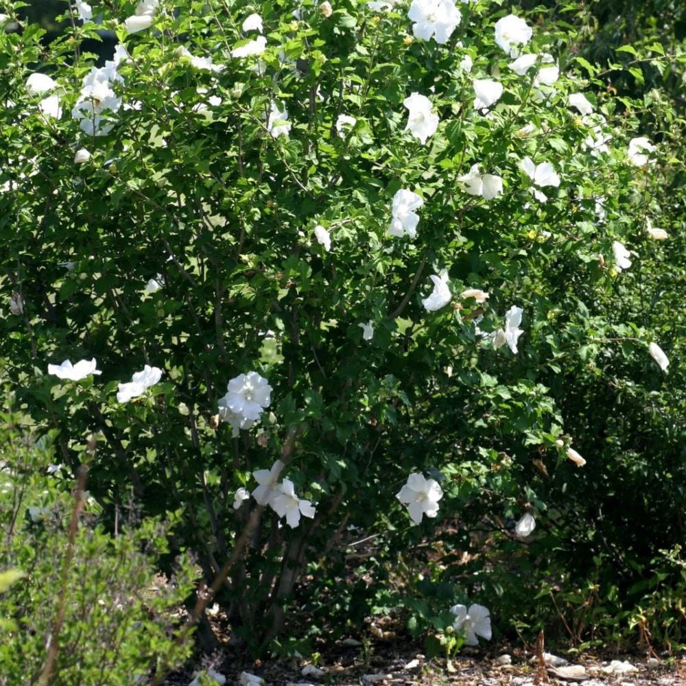 Expert Gardener 1.5- 2 ft tall White Althea Live Shrub in 3-Gallon Grower Pot